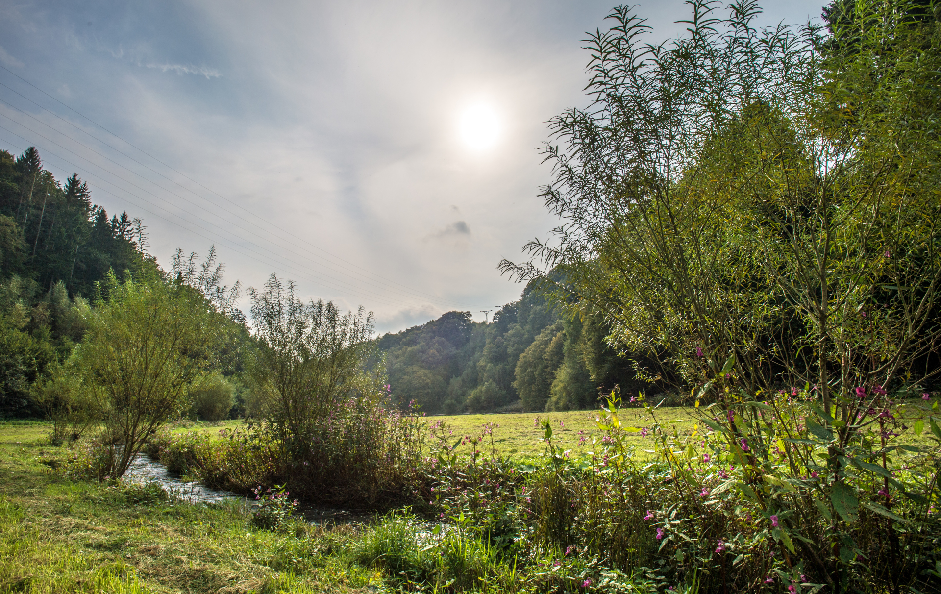 Pflanzentrieb im Beton