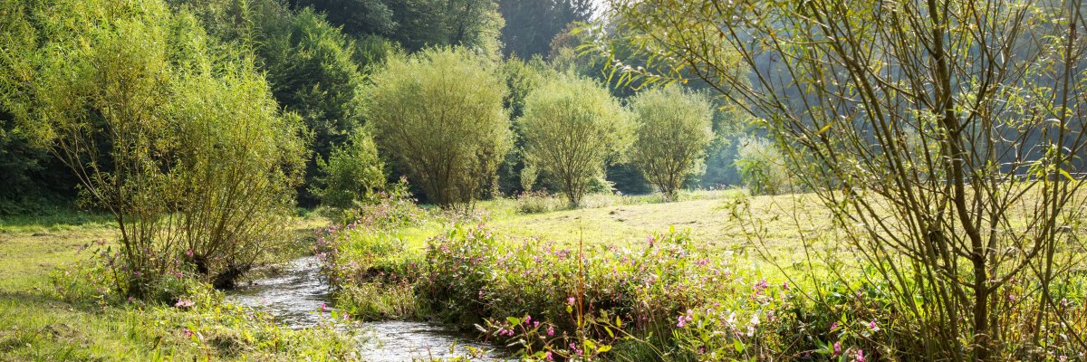 Blick ins Holperbachtal