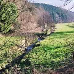 Wald- und Wiesenlandschaft