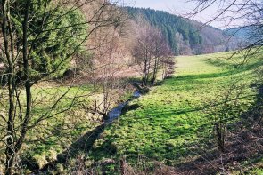 Wald- und Wiesenlandschaft