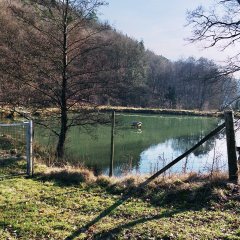 Naturfoto weiher