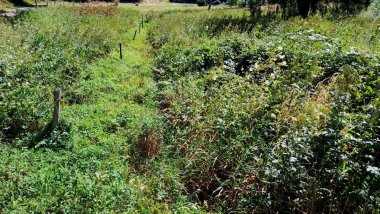 Der Bachlauf zwischen dichtem grünem Pflanzenbewuchs