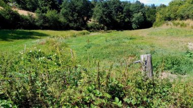 Der Bach fließt durch eine grüne Wiese auf ein Waldstück zu 