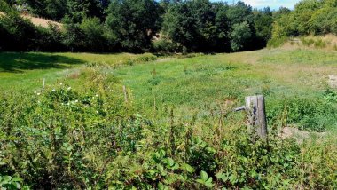 Der Bach fließt durch eine grüne Wiese auf ein Waldstück zu 